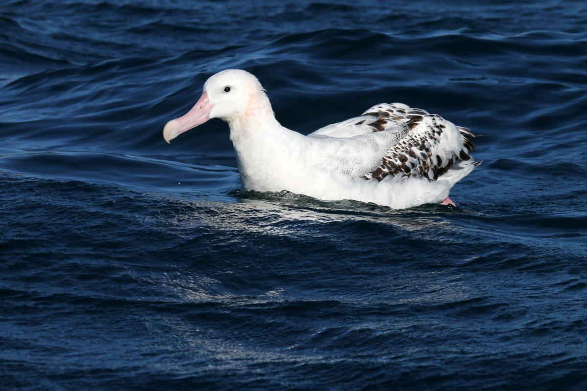 Wandering Albatross (Diomedea exulans)